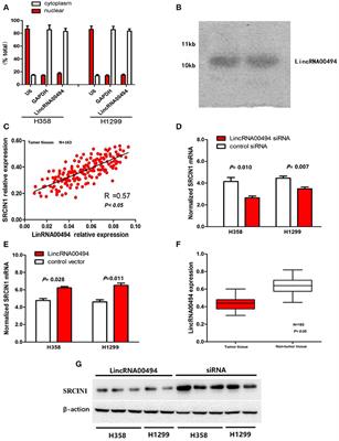 LincRNA00494 Suppresses Non-small Cell Lung Cancer Cell Proliferation by Regulating SRCIN1 Expression as a ceRNA